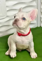 processed/f1ef0d4d-9ade-4303-924e-d1898e2a425f/listing/27c2d56c-7d8e-4ecc-905b-cd36fcce3c89/fc2107c1-c8b8-4ec3-baaf-526923c5a6ba