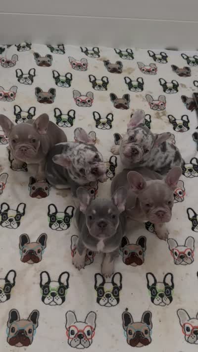 Luna, a female French Bulldog for sale in Tampa, FL – 4 of 6