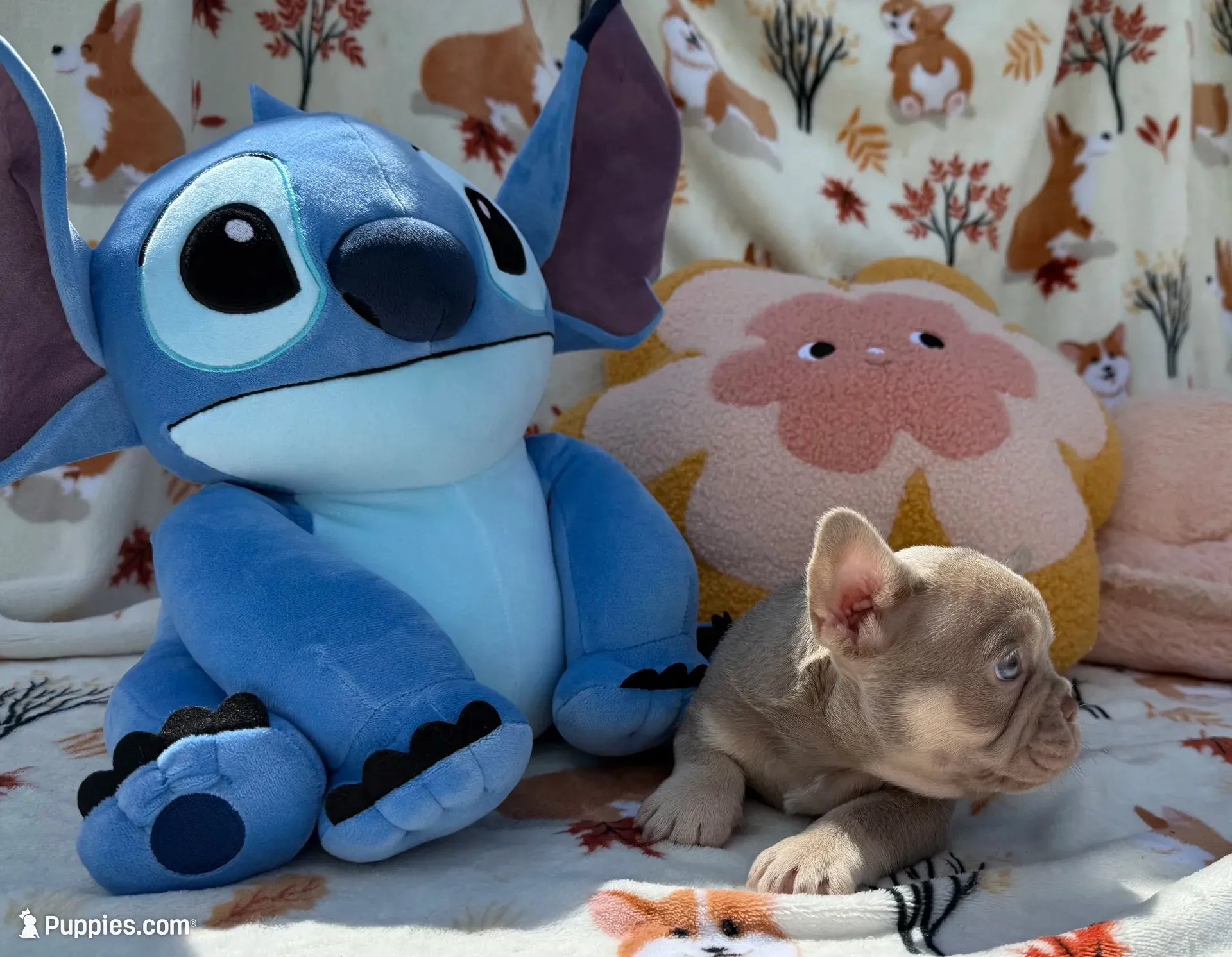 Mandy, a male French Bulldog for sale in Tampa, FL – 3 of 6