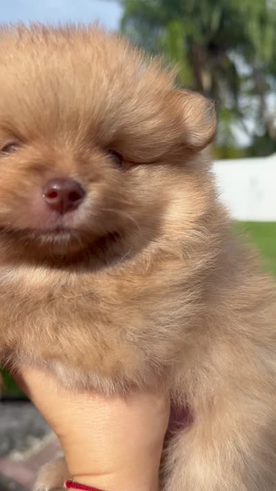 Gucci , a male Pomeranian for sale in Tampa, FL – 1 of 1