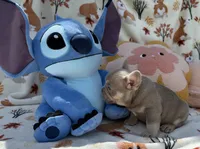 Mandy, a male French Bulldog for sale in Tampa, FL – 6 of 6