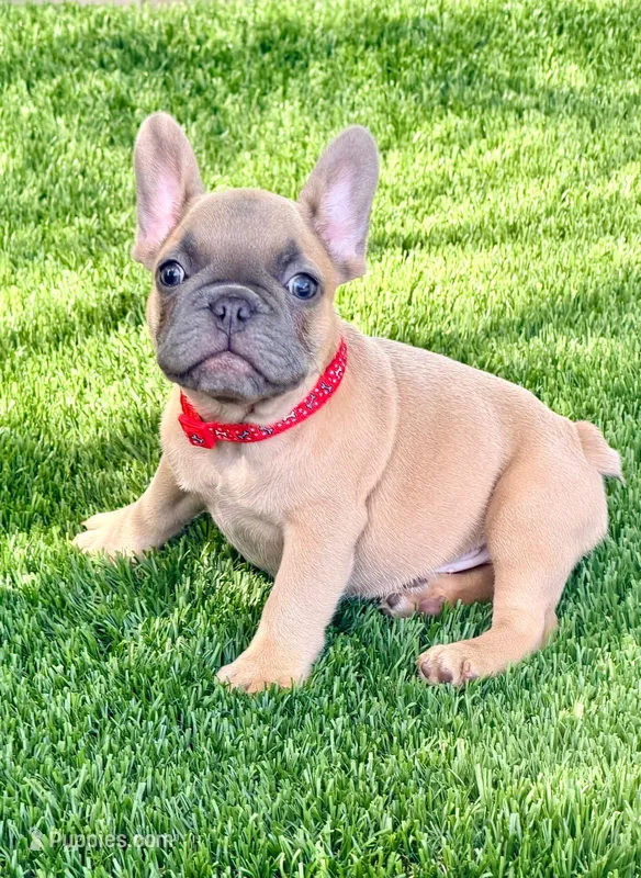 Max – French Bulldog puppy for sale in Tampa, FL