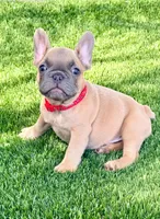 Max, a male French Bulldog for sale in Tampa, FL – 1 of 2
