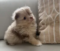 Princess , a female Pomeranian for sale in Tampa, FL – 3 of 5