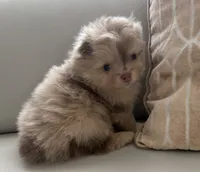 Princess , a female Pomeranian for sale in Tampa, FL – 2 of 5