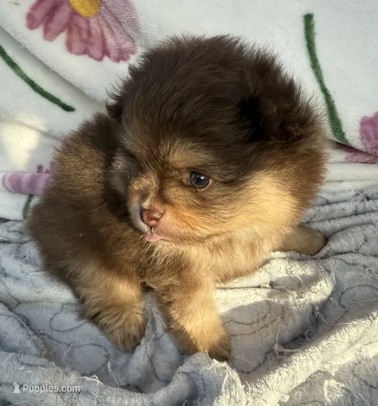 Cris – Pomeranian puppy for sale in Tampa, FL