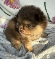 Cris, a male Pomeranian for sale in Tampa, FL – 1 of 2