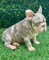 Gucci, a male French Bulldog for sale in Tampa, FL – Photo 2 of 2