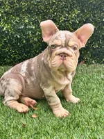 Gucci, a male French Bulldog for sale in Tampa, FL – Photo 1 of 2