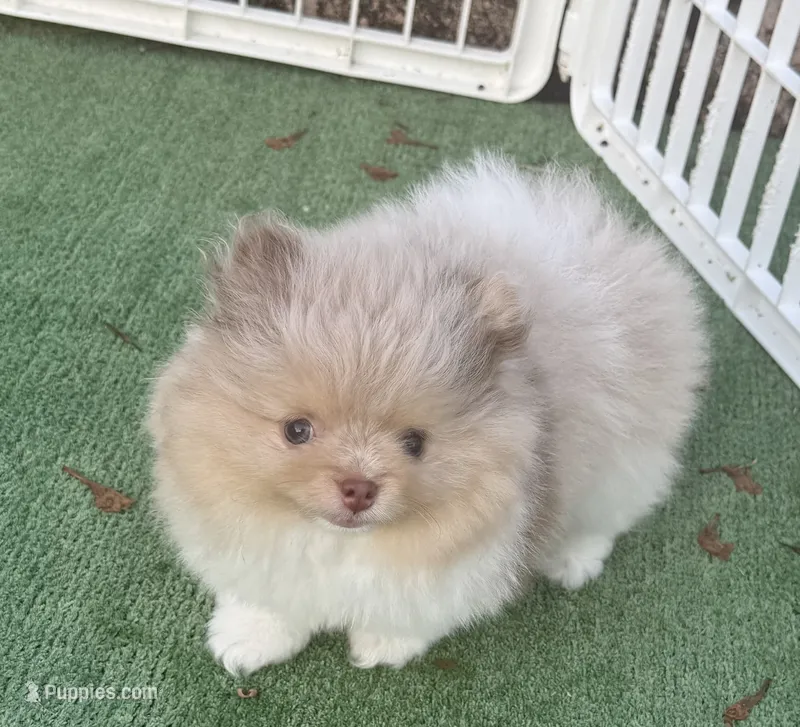 Mark  – Pomeranian puppy for sale in Tampa, FL