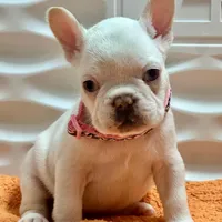 Bianca, a female French Bulldog for sale in Tampa, FL – Photo 2 of 4
