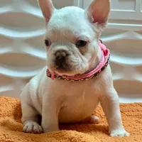 Bianca, a female French Bulldog for sale in Tampa, FL – Photo 1 of 4