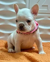 Bianca, a female French Bulldog for sale in Tampa, FL – Photo 1 of 4