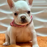 Bianca, a female French Bulldog for sale in Tampa, FL – Photo 4 of 4