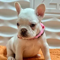 Bianca, a female French Bulldog for sale in Tampa, FL – Photo 3 of 4