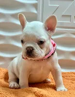 Bianca, a female French Bulldog for sale in Tampa, FL – Photo 3 of 4