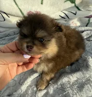 Cris, a male Pomeranian for sale in Tampa, FL – 2 of 2