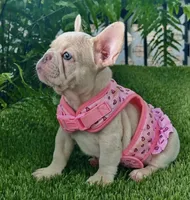 Luna, a female French Bulldog for sale in Tampa, FL – Photo 2 of 4