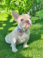 Luna, a female French Bulldog for sale in Tampa, FL – Photo 3 of 4
