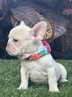 Luna, a female French Bulldog for sale in Tampa, FL – Photo 4 of 4