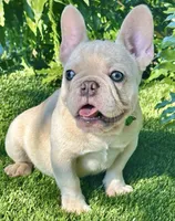 Luna, a female French Bulldog for sale in Tampa, FL – Photo 1 of 4