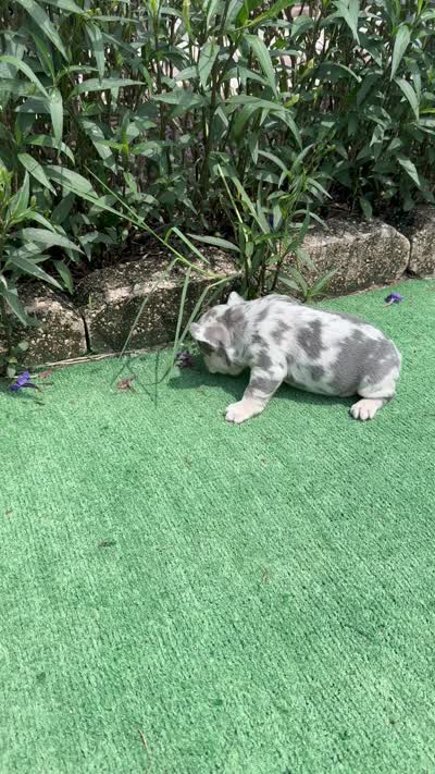 Max, a male French Bulldog for sale in Tampa, FL – 6 of 6