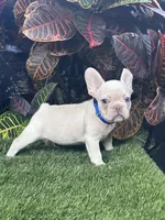 Snow, a male French Bulldog for sale in Tampa, FL – Photo 4 of 5