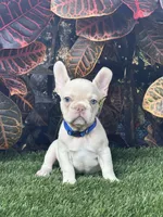 Snow, a male French Bulldog for sale in Tampa, FL – Photo 5 of 5