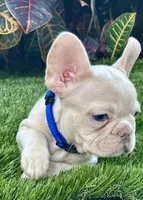 Snow, a male French Bulldog for sale in Tampa, FL – Photo 2 of 5