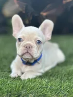Snow, a male French Bulldog for sale in Tampa, FL – Photo 1 of 5
