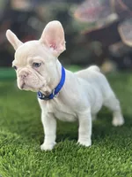 Snow, a male French Bulldog for sale in Tampa, FL – Photo 3 of 5