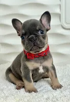 Maya, a female French Bulldog for sale in Tampa, FL – Photo 3 of 4