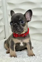 Maya, a female French Bulldog for sale in Tampa, FL – Photo 4 of 4