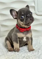 Maya, a female French Bulldog for sale in Tampa, FL – Photo 2 of 4