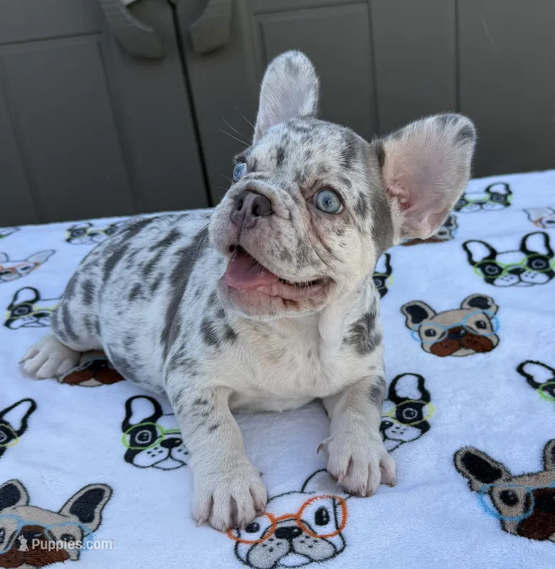Luna – French Bulldog puppy for sale in Tampa, FL