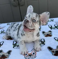 Luna, a female French Bulldog for sale in Tampa, FL – 1 of 6