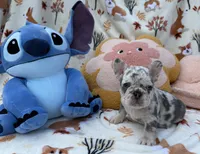Max, a male French Bulldog for sale in Tampa, FL – 4 of 5