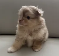 Princess , a female Pomeranian for sale in Tampa, FL – 5 of 5