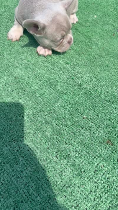 Koby, a male French Bulldog for sale in Tampa, FL – 3 of 3