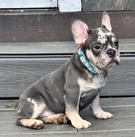 Fendi, a female French Bulldog for sale in Tampa, FL – Photo 2 of 3
