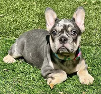 Fendi, a female French Bulldog for sale in Tampa, FL – Photo 3 of 3