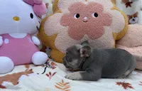 Maya, a female French Bulldog for sale in Tampa, FL – 2 of 5