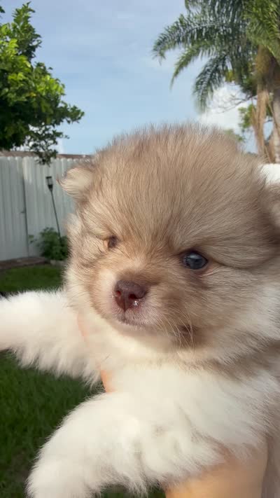 Max, a male Pomeranian for sale in Tampa, FL – 1 of 1