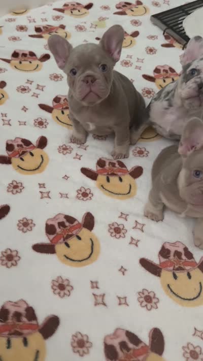 Koby, a male French Bulldog for sale in Tampa, FL – 2 of 3