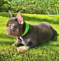 Maya, a female French Bulldog for sale in Tampa, FL – Photo 3 of 3