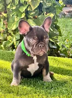 Maya, a female French Bulldog for sale in Tampa, FL – Photo 1 of 3