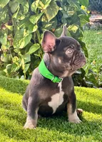 Maya, a female French Bulldog for sale in Tampa, FL – Photo 2 of 3