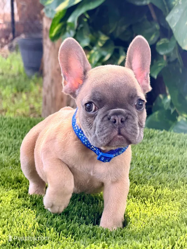 Mark – French Bulldog puppy for sale in Tampa, FL