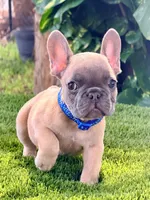 Mark, a male French Bulldog for sale in Tampa, FL – 1 of 2