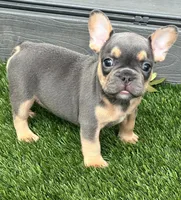 Brad, a male French Bulldog for sale in Tampa, FL – Photo 3 of 3